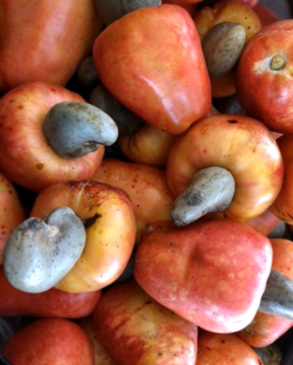 OrganicBelize's tweet photo. https://t.co/9ucHXMtLpW
