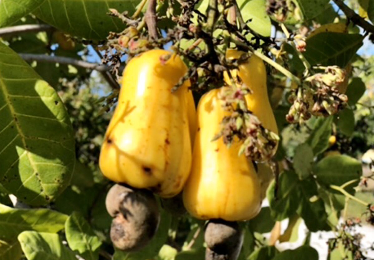 OrganicBelize's tweet photo. It’s cashew time, love the fruit but the best part is the fire-roasted nuts.  #belize #cashew #natural #herbal #organic https://t.co/jNueVgf5GQ