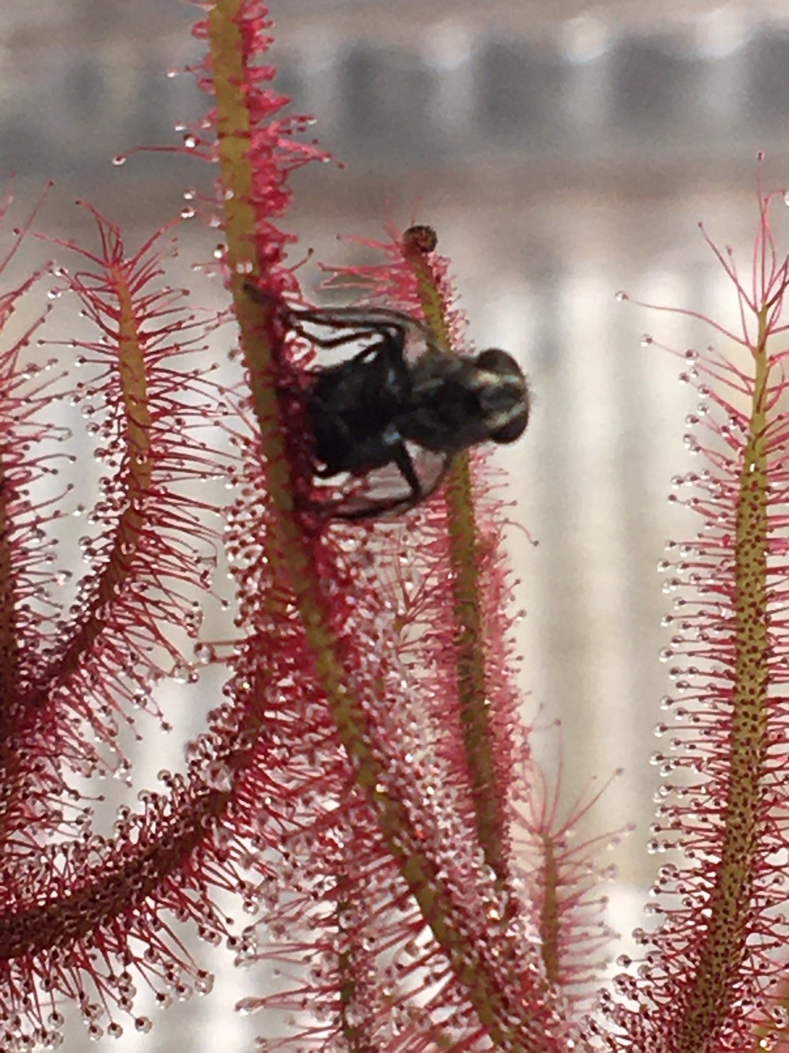 Abc Carnivorous Plants Abcplants Twitter