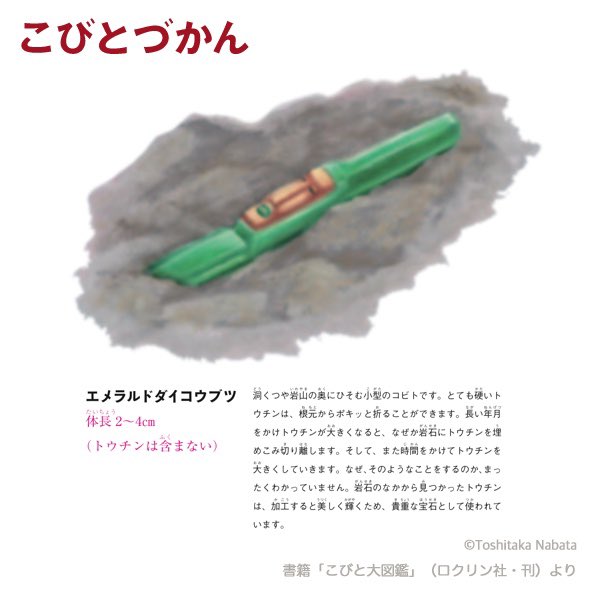 こびとづかん hqdefault.jpg