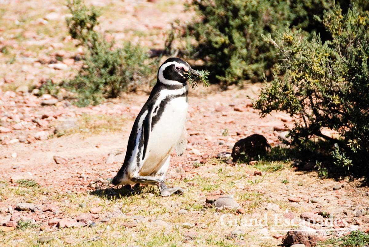 In these times of travel stop and total confinement, let's come back on some of the very special places on this planet
grandescapades.net/punta-tombo
#PuntaTombo - The biggest #Penguin colony outside of #Antarctica - in #Patagonia #Argentina
#FollowYourDreams #StaySafe