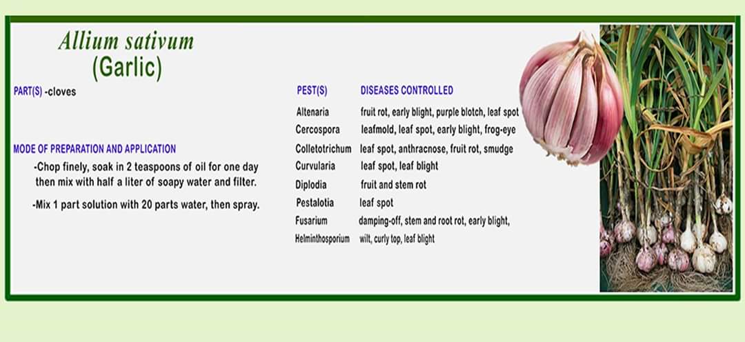 aticordillera's tweet photo. Use chemical fungicides no more! Combat plant diseases in your garden using kitchen and backyard materials. #atifotos #atiinteractive #atiinspire #ishareknowledge https://t.co/uL3EJJBlGP