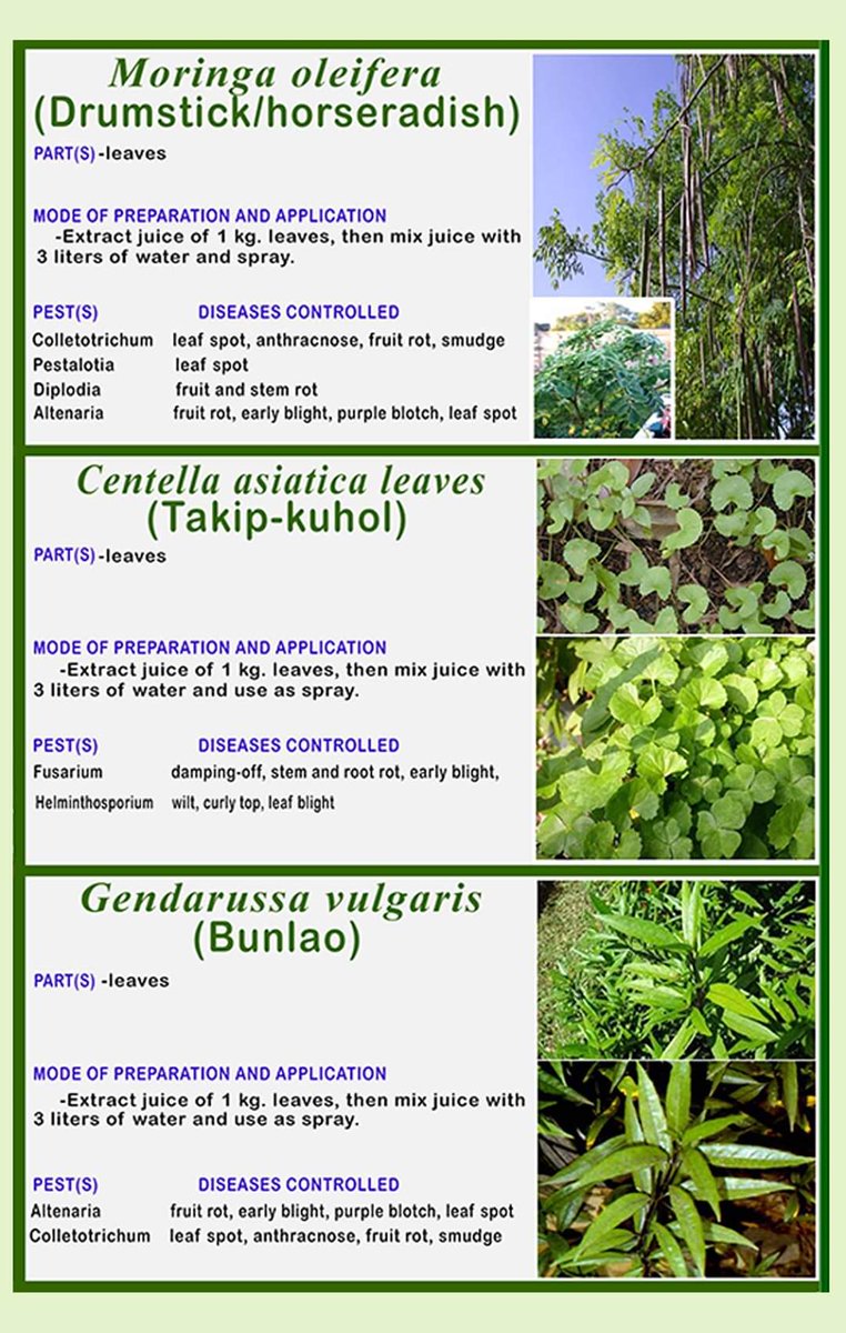 aticordillera's tweet photo. Use chemical fungicides no more! Combat plant diseases in your garden using kitchen and backyard materials. #atifotos #atiinteractive #atiinspire #ishareknowledge https://t.co/soFJpgKTzx