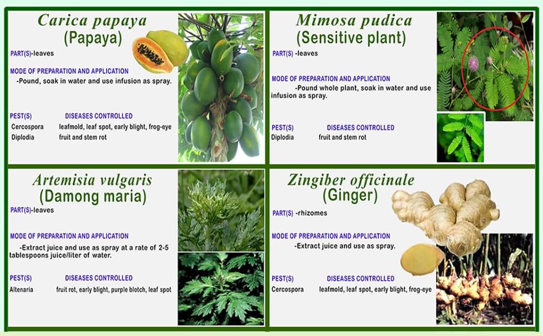 aticordillera's tweet photo. Use chemical fungicides no more! Combat plant diseases in your garden using kitchen and backyard materials. #atifotos #atiinteractive #atiinspire #ishareknowledge https://t.co/soFJpgKTzx