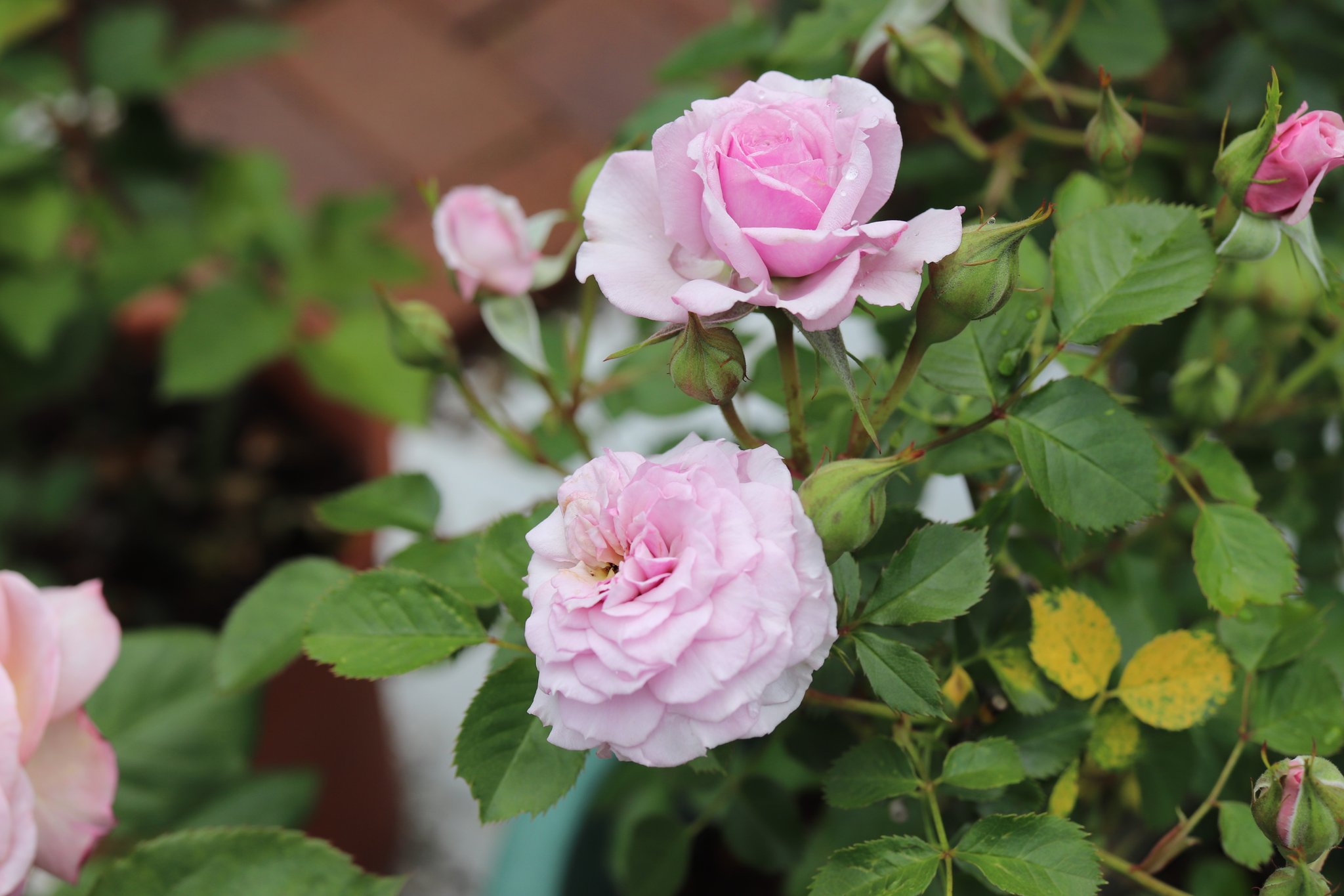 ちゃっぴー バラ14 ハウステンボス 河合伸志 たかし さん作出の品種 小輪つるバラのようですが わが家は木立 仕立てにしています どうしてかわが家ではつるバラがあまりシュートが伸びません なにがいけないのだろう ガーデニング バラ 薔薇 ちゃっぴー バラ14 ハウステンボス 河合伸志 たかし さん作出の品種 小輪つるバラのようですが わが家は木立 仕立てにしています どうしてかわが家ではつるバラがあまりシュートが伸びません なにがいけないのだろう ガーデニング バラ 薔薇