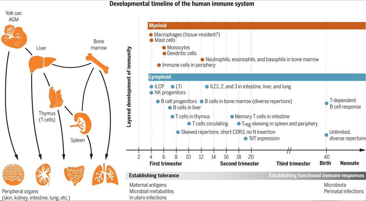 mmw_lmw's tweet image. #EarlyLife_Immunity | Prenatal development of #HumanImmunity | Temporal and spatial development | Muzlifah Haniffa @sangerinstitute @ScienceMagazine buff.ly/3bf4YRY