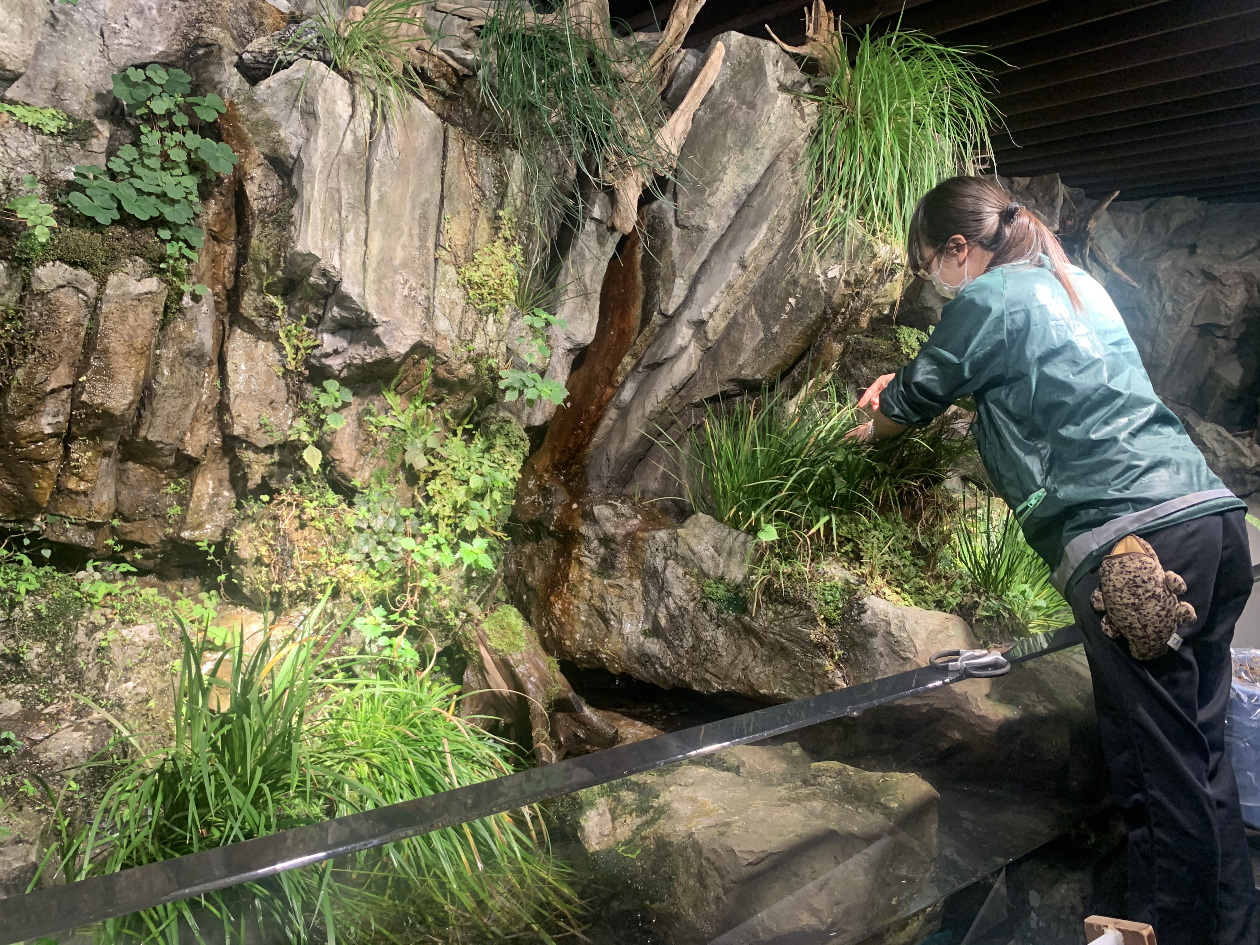 京都水族館 on X: 京都水族館 on X: