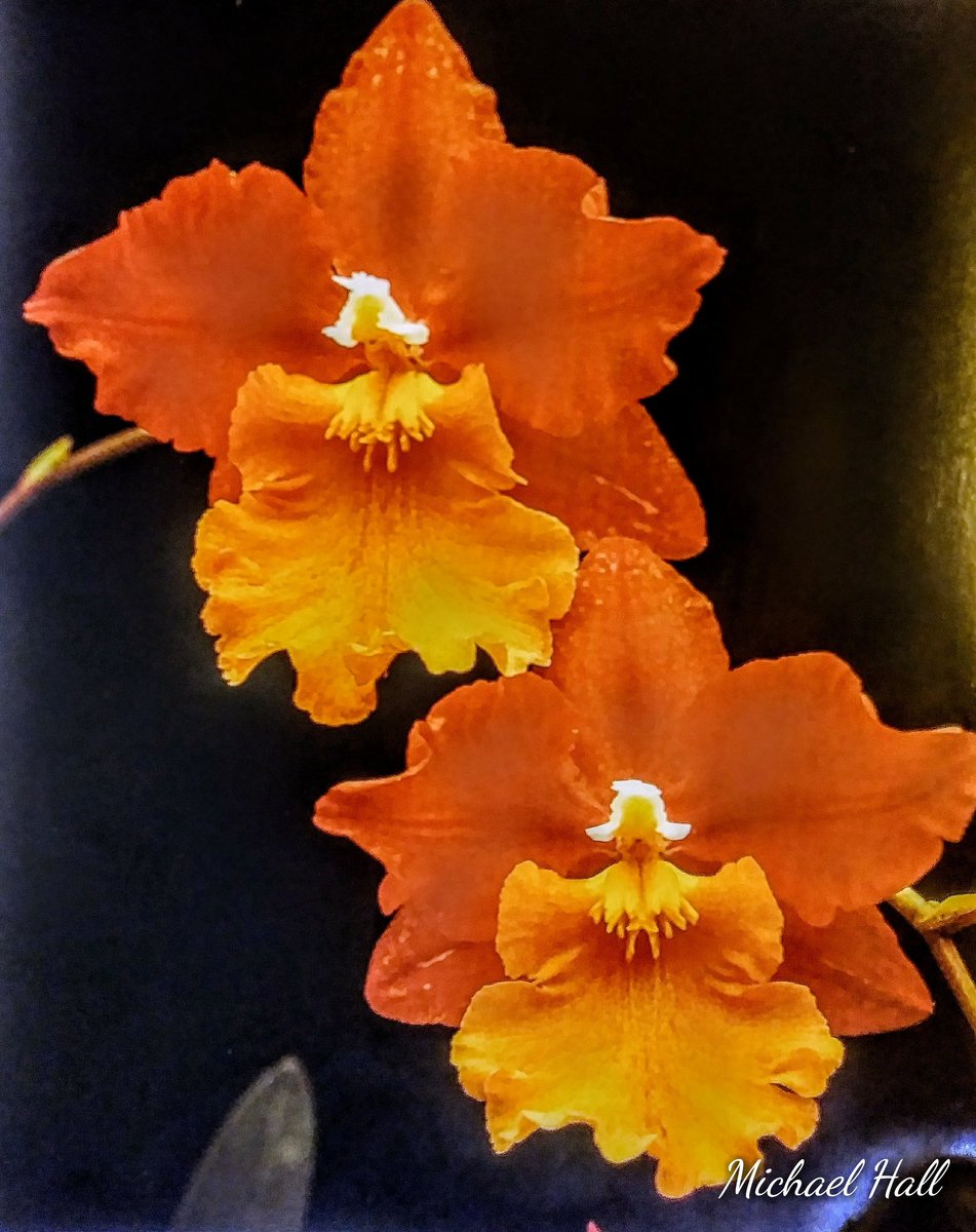 mhall55nine's tweet photo. "Springtime Grandeur" #natureishealing #LoveWithoutLimits #flowerpower #NaturalBeauty #photography https://t.co/65GxYYNtK0