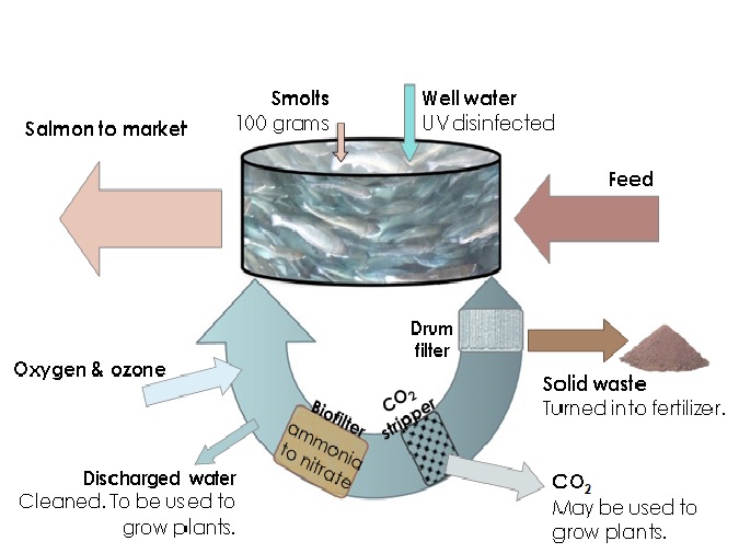 TIFSS_Taiwan's tweet photo. #RAS is relying on #technology to culture aquatic organisms at very high densities in tanks. Managing water quality, temperature, oxygen at an optimum level to promote growth, reduce stress, control disease, and increase production. Read More: https://t.co/oaaxY0X40V
#TIFSS https://t.co/ac8wa5r0yv