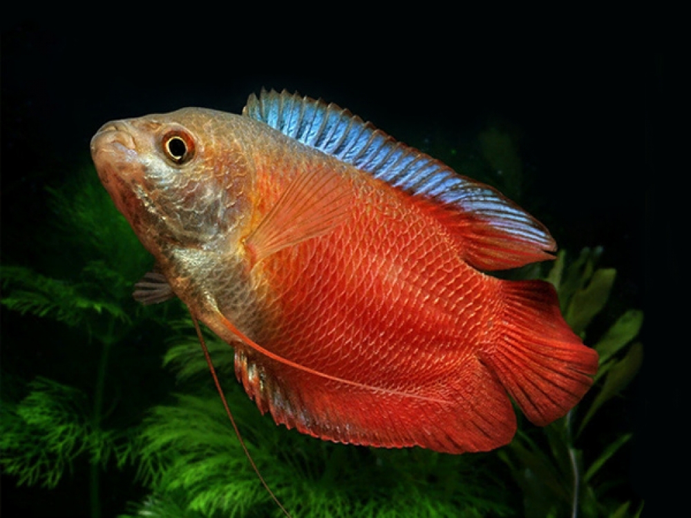 ADirectrory's tweet photo. Order your Red Dwarf Gourami (Male)
Price starts from 1.53 GBP
Tag a friend who would love this!
Get it here ---> https://t.co/edLaJY4Ldw
#dwarf #gourami #lalius #male #red #trichogaster
#copepods https://t.co/bjUDKTra00