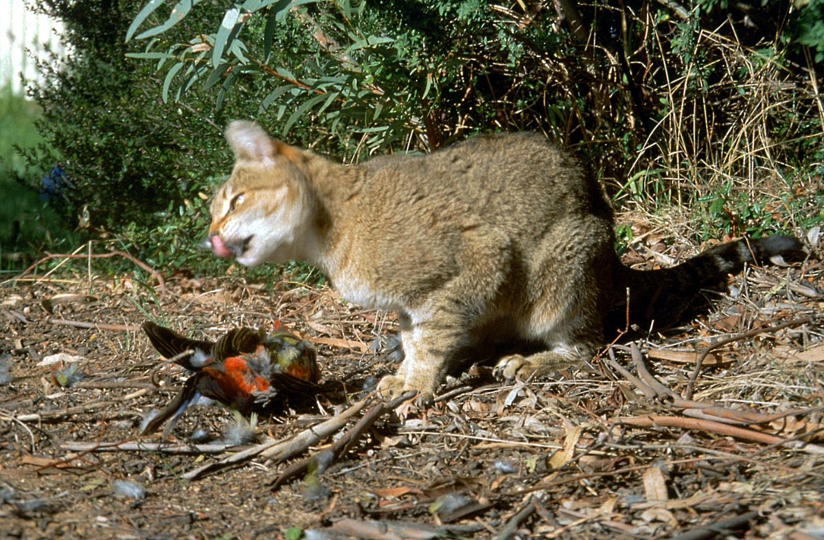 New research from the @TSR_Hub has estimated that roaming domestic cats are having a greater role in wildlife predation than previously thought. Read more: bit.ly/2YQtRAS