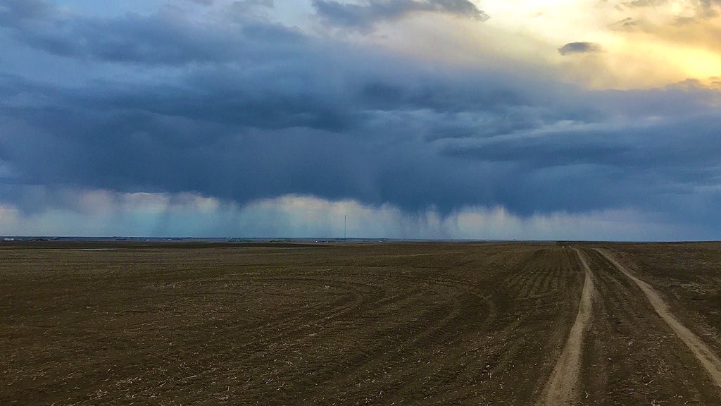 willmuller3's tweet photo. #lentils #mustard #durum #dryland #superdry #drydry #parched #plant20 https://t.co/SvlpqWPsxa