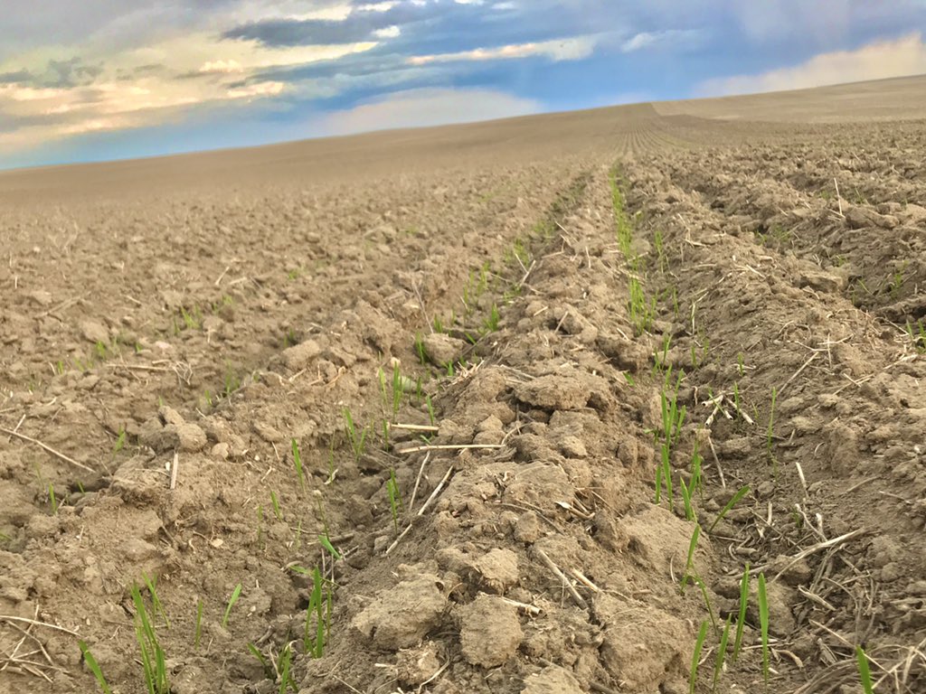 willmuller3's tweet photo. #lentils #mustard #durum #dryland #superdry #drydry #parched #plant20 https://t.co/SvlpqWPsxa