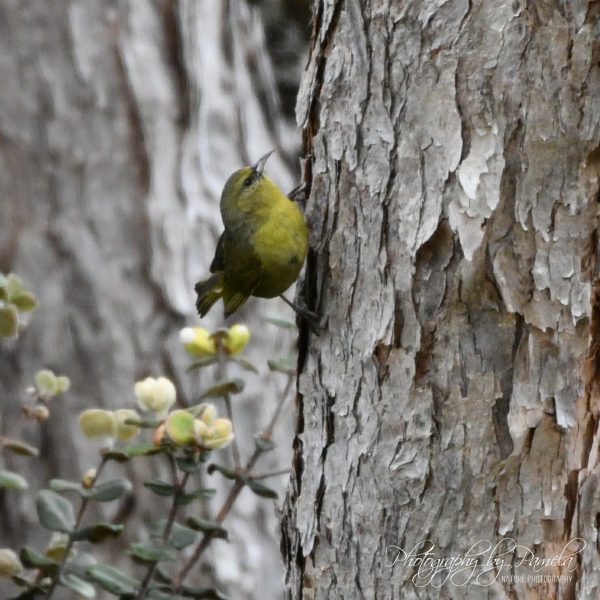 photos96743's tweet photo. Hawaii Amakihi
#photographybypamela808 #birdphotography #hawaiibirds #birdsinhawaii #wildlifephotography #wildlife #naturephotography #hawaiiamakihi #amakihi #hangingon #searchingforfood https://t.co/1gPLboiMYM