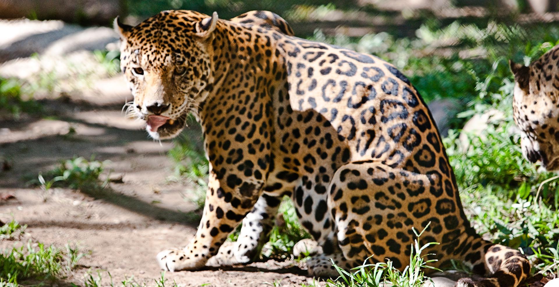メキシコ大使館 ジャガーは体長が1 7 2 3メートルあり アメリカ大陸最大級のネコ科の野生動物です ネコ科 のなかでも世界で3番目に大きいとされています ジャガーが生息しているのは メキシコ南部の密林地帯で そこではカイマンと並び最大級の捕食