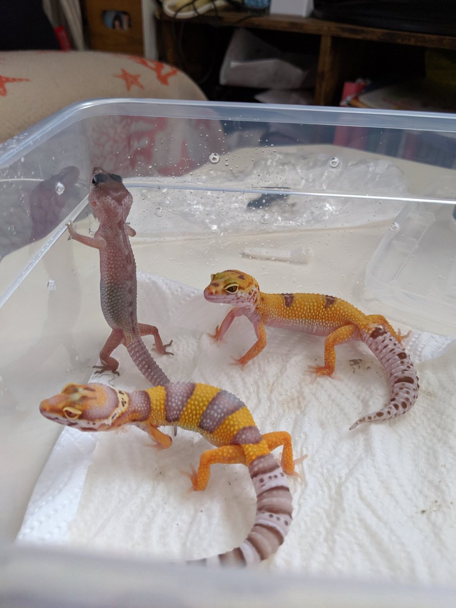 レオっぱ 去年の９月 娘が下痢と腹痛が５日間収まらなくて入院 結果 サルモネラ菌と診断 可愛いレオパ達から頂きました それからは一瞬触っただけでも手洗いをしっかり自らしています みなさんもお気をつけください レオパ ヒョウモン