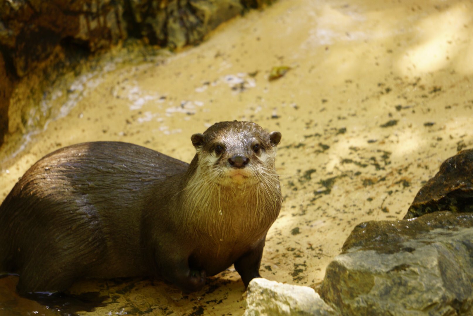 埼玉県こども動物自然公園 公式 コツメカワウソの 耳 を じーっと観察したことはありますか カワウソ のこの小さな耳も 他の動物たちと同じように 気になる方へ動かすことができるんです もちろんウサギのように前後左右に とはいきませんが 埼玉県こども動物自然公園 公式 コツメカワウソの 耳 を じーっと観察したことはありますか カワウソ のこの小さな耳も 他の動物たちと同じように 気になる方へ動かすことができるんです もちろんウサギのように前後左右に とはいきませんが