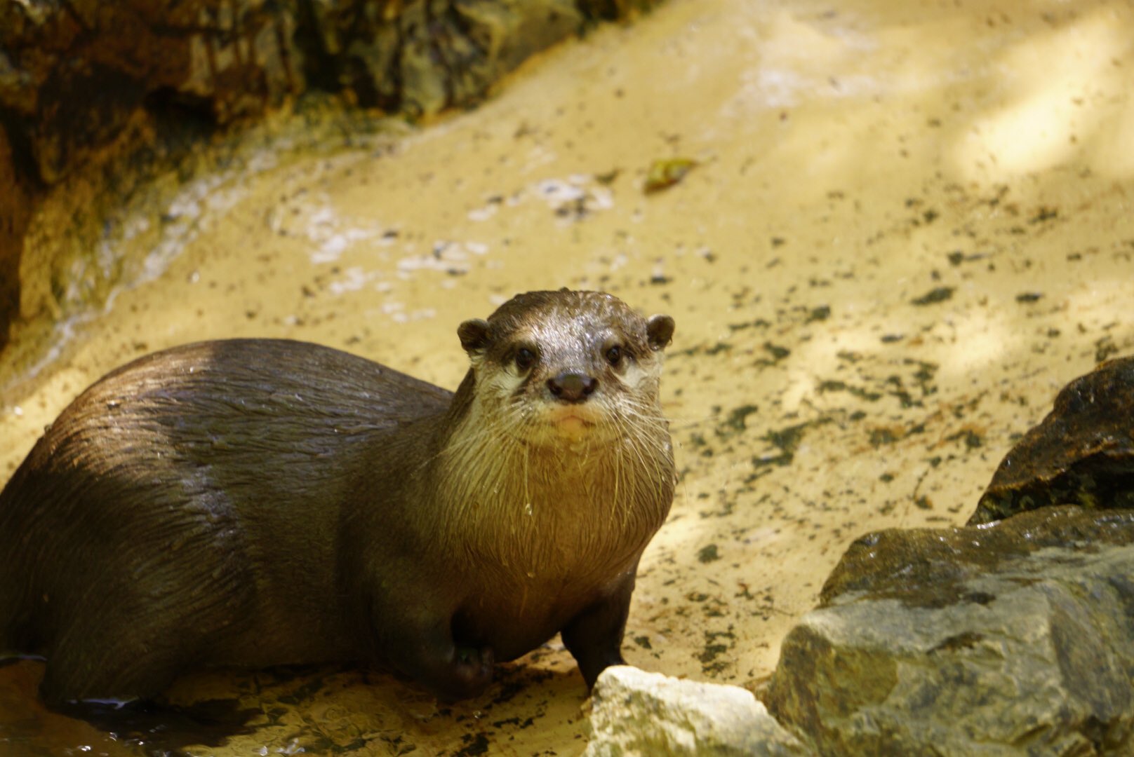 埼玉県こども動物自然公園 公式 コツメカワウソの 耳 を じーっと観察したことはありますか カワウソ のこの小さな耳も 他の動物たちと同じように 気になる方へ動かすことができるんです もちろんウサギのように前後左右に とはいきませんが