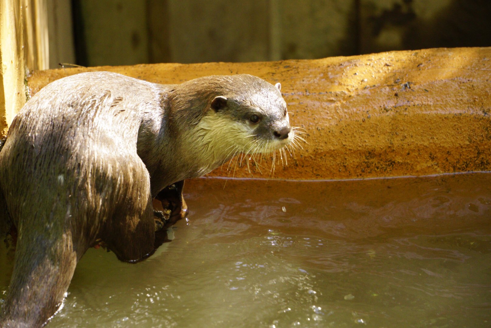 埼玉県こども動物自然公園 公式 コツメカワウソの 耳 を じーっと観察したことはありますか カワウソ のこの小さな耳も 他の動物たちと同じように 気になる方へ動かすことができるんです もちろんウサギのように前後左右に とはいきませんが