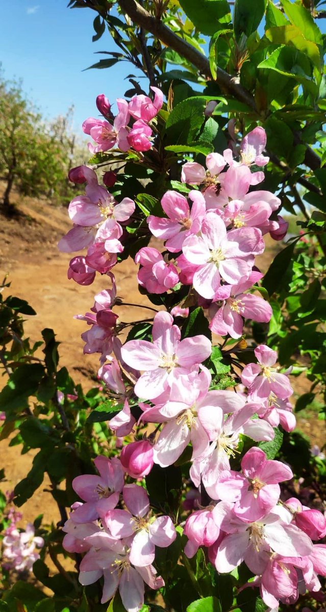 yonatantrade's tweet photo. Apple tree blossom #apple #treeapple #appletree #apple_tree #appleflower #applebloom https://t.co/Zi0ljQEJ7L