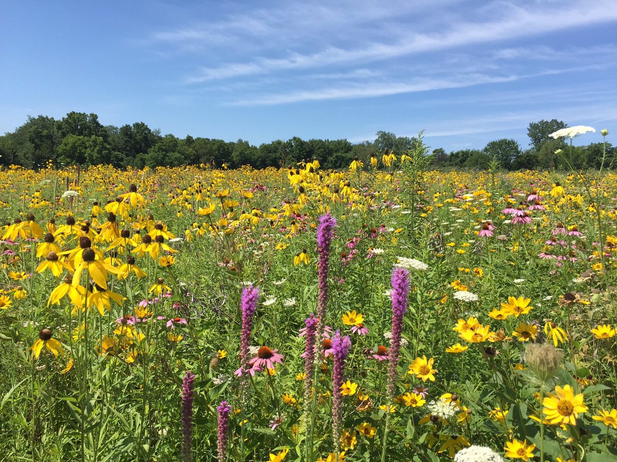 attoliss's tweet photo. the virgin lawn        vs       the chad             monoculture             biodiverse prairie https://t.co/S59KCNqysm