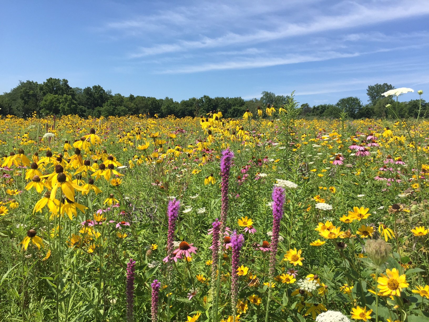 🗡️💀🕶️ on Twitter: "the virgin lawn vs the chad monoculture biodiverse  prairie https://t.co/S59KCNqysm" / Twitter