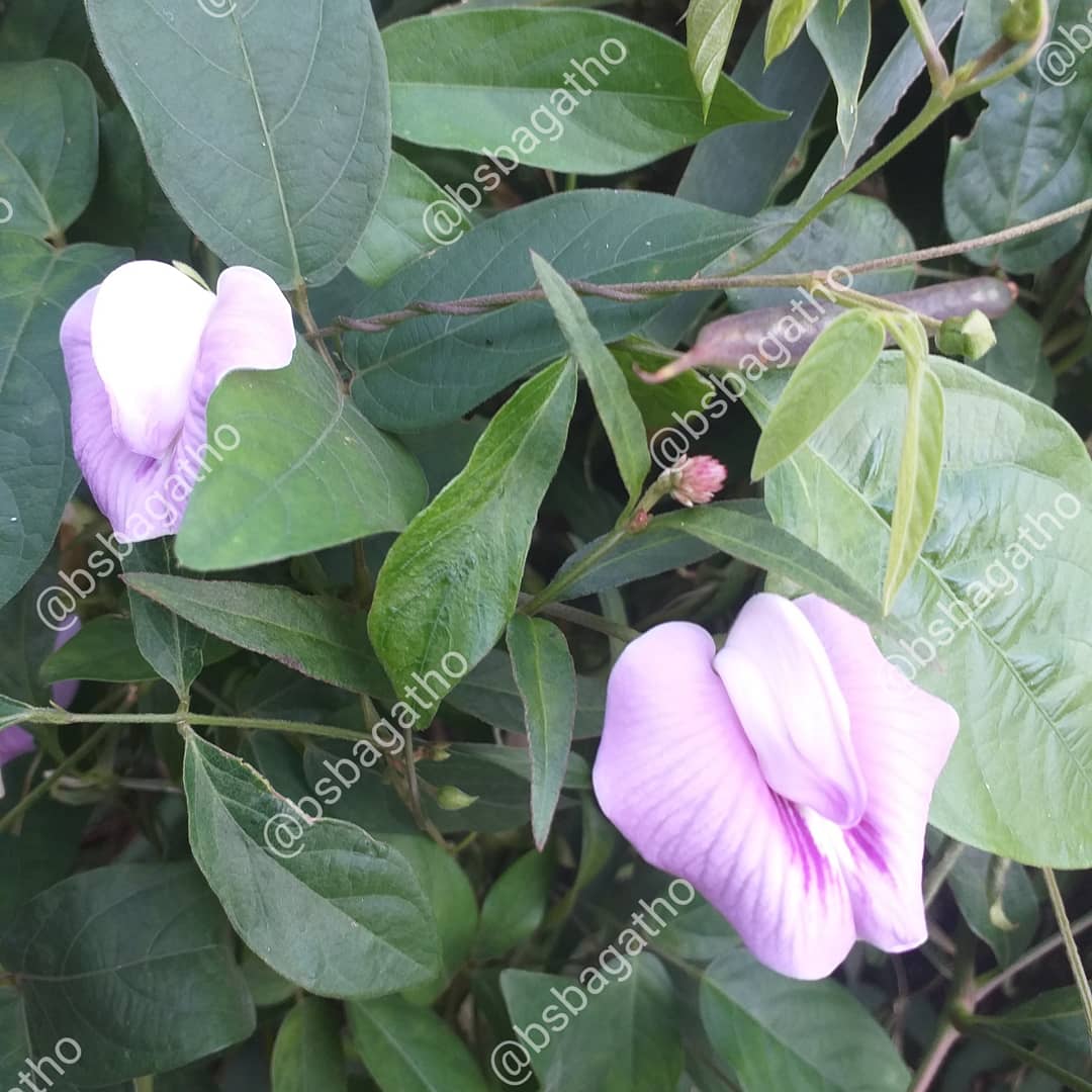 BSBAgatho's tweet photo. Ini adalah Centrosema pubescens, namanya memang asing, tapi tumbuhannya mudah sekali ditemukan.
.
#organik #diklatbsb #sayursehat #organicfarm #vegan #sayurorganik #organicfood #bsbagatho #agathofarm #binasaranabakti #organikindonesia #diklat #kebunorganik https://t.co/PgQ3bQDSNs