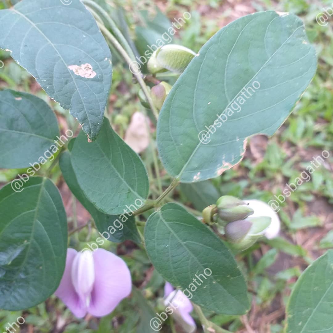 BSBAgatho's tweet photo. Ini adalah Centrosema pubescens, namanya memang asing, tapi tumbuhannya mudah sekali ditemukan.
.
#organik #diklatbsb #sayursehat #organicfarm #vegan #sayurorganik #organicfood #bsbagatho #agathofarm #binasaranabakti #organikindonesia #diklat #kebunorganik https://t.co/PgQ3bQDSNs