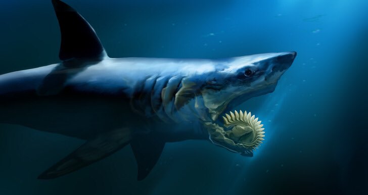 謎のヒーローxツヴァイ そういや Kawatomo14 さんて絶滅したサメこと世界最大の メガロドン と地上最大級の巨大サメ パラヘリコプリオン を知ってますか 自分はこの二匹が大好きなんですよ