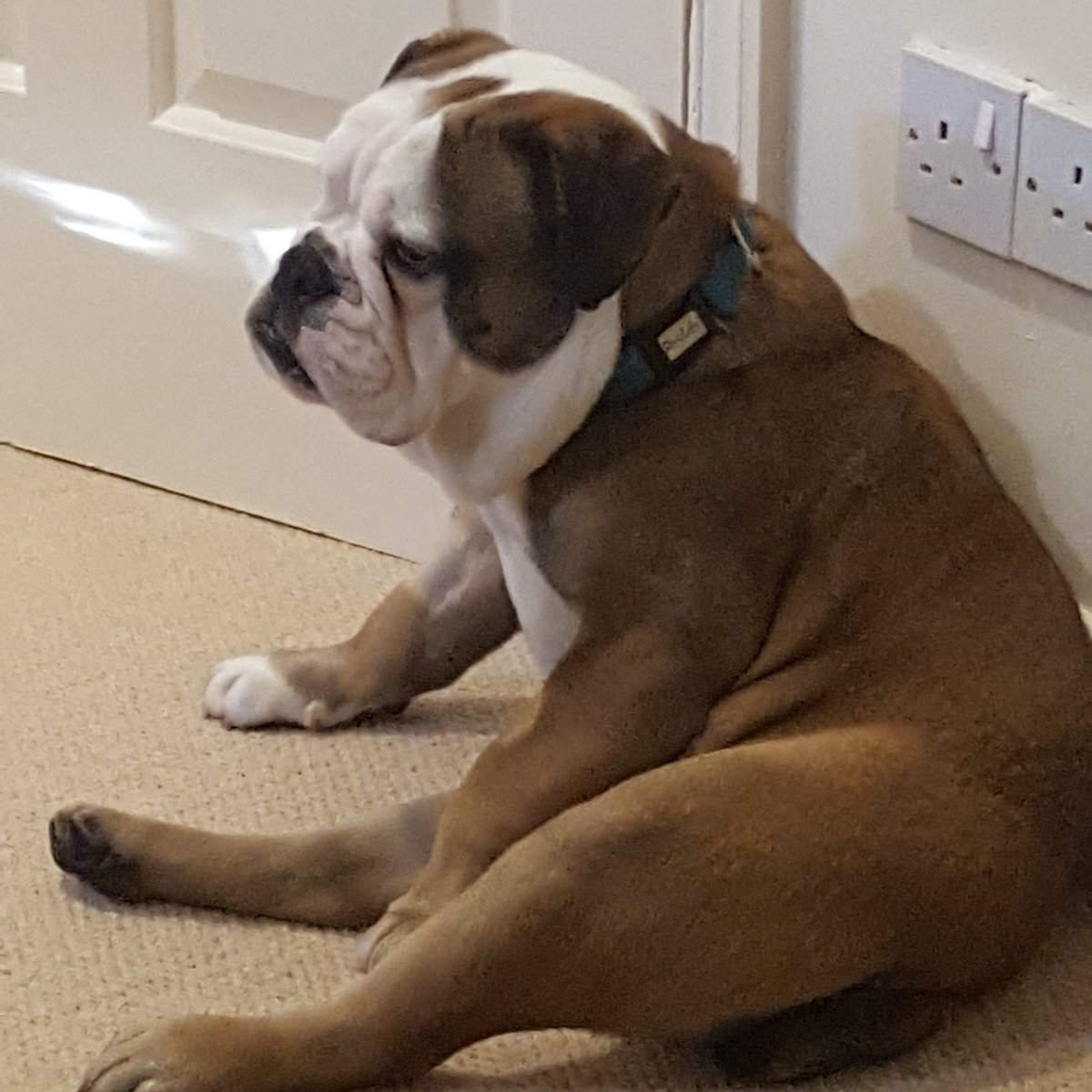 How lucky am I, I'm a rescue pup and love my new home 🐶🐶 trying to make friends, give me a retweet <a href="/SimonCowell/">Simon Cowell</a> <a href="/piersmorgan/">Piers Morgan</a>