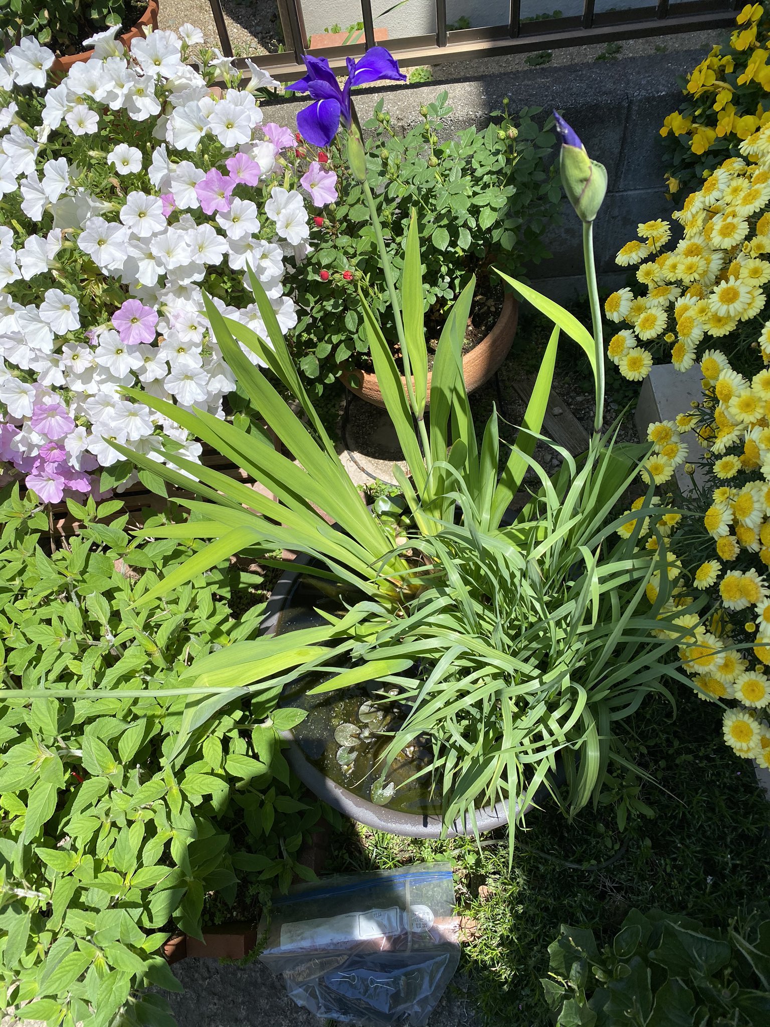 にめぬ ちゆせぼg 我が家のビオトープ 3年掛かってカキツバタが開花 感動 花言葉は 幸運は必ず訪れる ビオトープ カキツバタ 杜若 睡蓮鉢 T Co Gnvgjxoosp Twitter