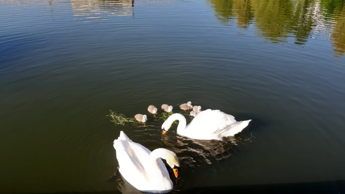 UCDGreenCampus's tweet image. Congratulations to UCD's new parents! Just in time for Global Birding day tomorrow on the 9th of May!
@BirdWatchIE #GlobalBigDay #NewParents #SwanLife
@ucddublin @UCDGreenCampus @UCDEstates