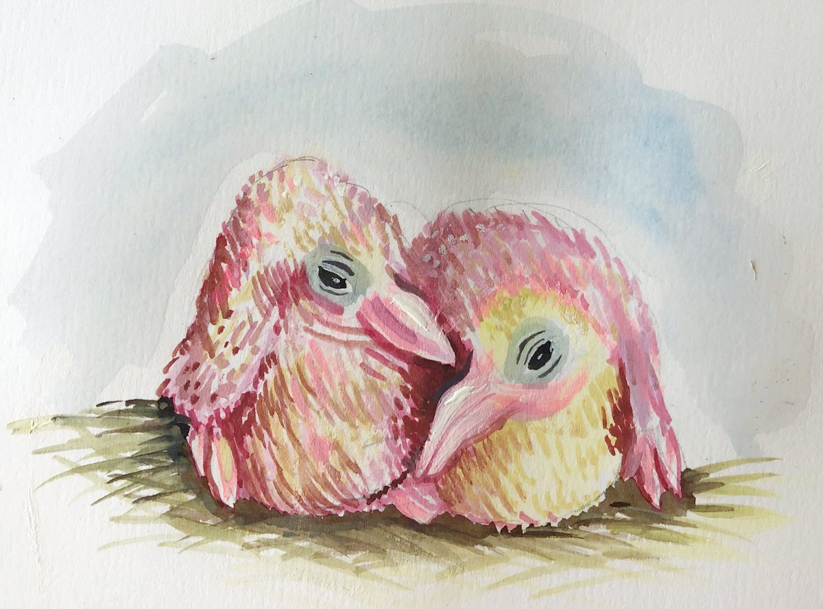 jenniemaizels's tweet photo. OMG my neighbour has BABY DOVES! She posted this on Facebook so obviously I had to draw them for her... 💕 https://t.co/sJ01kw9zcj
