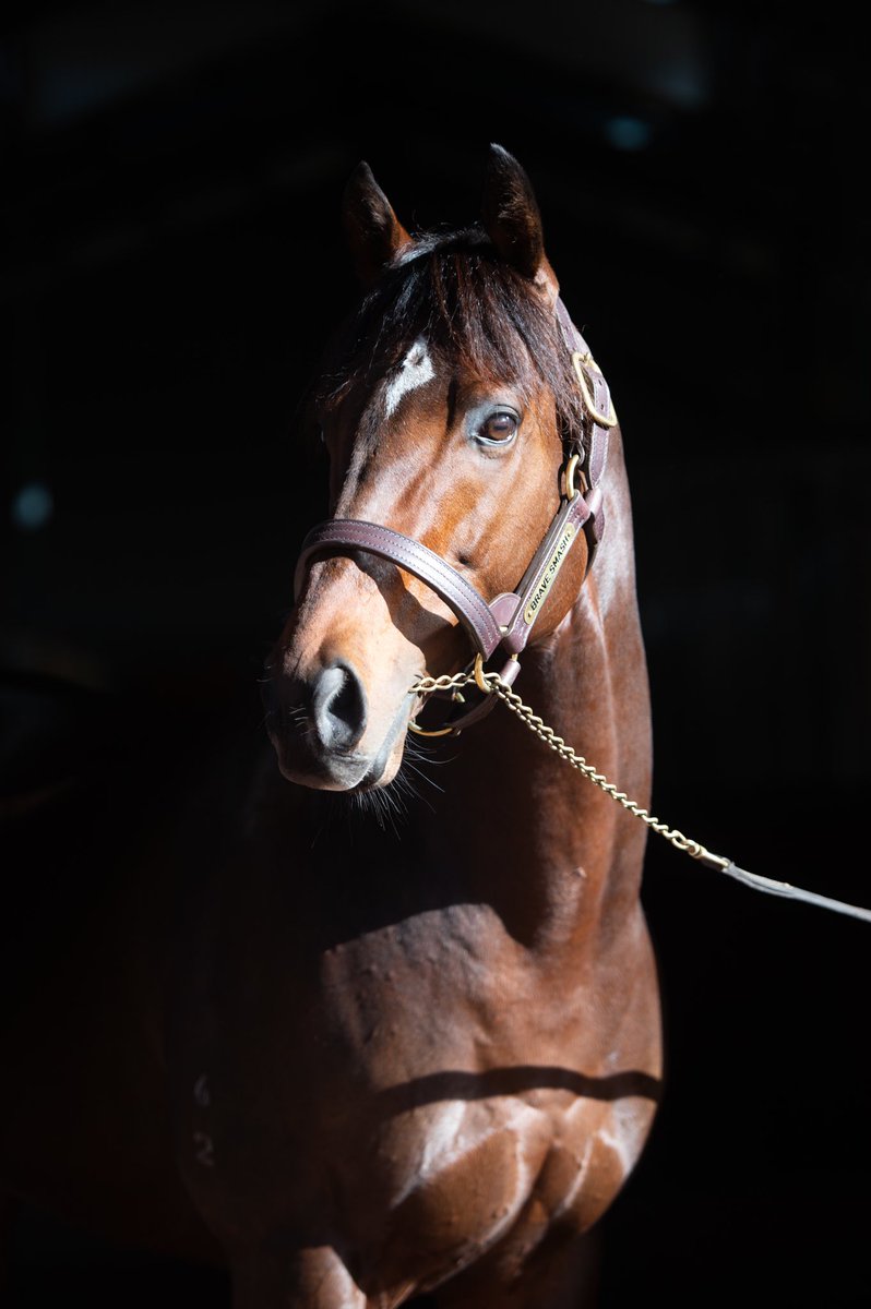 AquisFarm's tweet photo. Great result for our dual Gr.1-winning sprinter #BraveSmash 🇯🇵 with @MakybeS going to $250,000 @inglis_sales Chairman’s Sale to secure Rothwell Park’s Summer Surf (Lot 58), with a positive test to him in his first season at stud 🙌🏻 https://t.co/iLvNgs9KLH