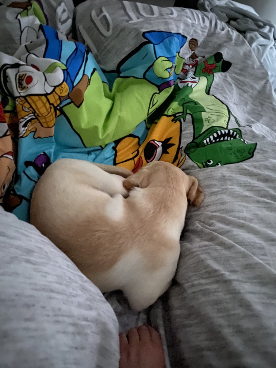 LabPupCooper's tweet photo. Hi pals! Pulled a blinder this morning and managed to get into the hooman bed at 5am! Its soooooo comfy and mummy was really happy as she got to sleep until 730am! I might try this again tomorrow. My plan to wrap the hoomans round my paw is working! #LabPupCooper #DogsofTwittter https://t.co/vcL2ZdBgSh