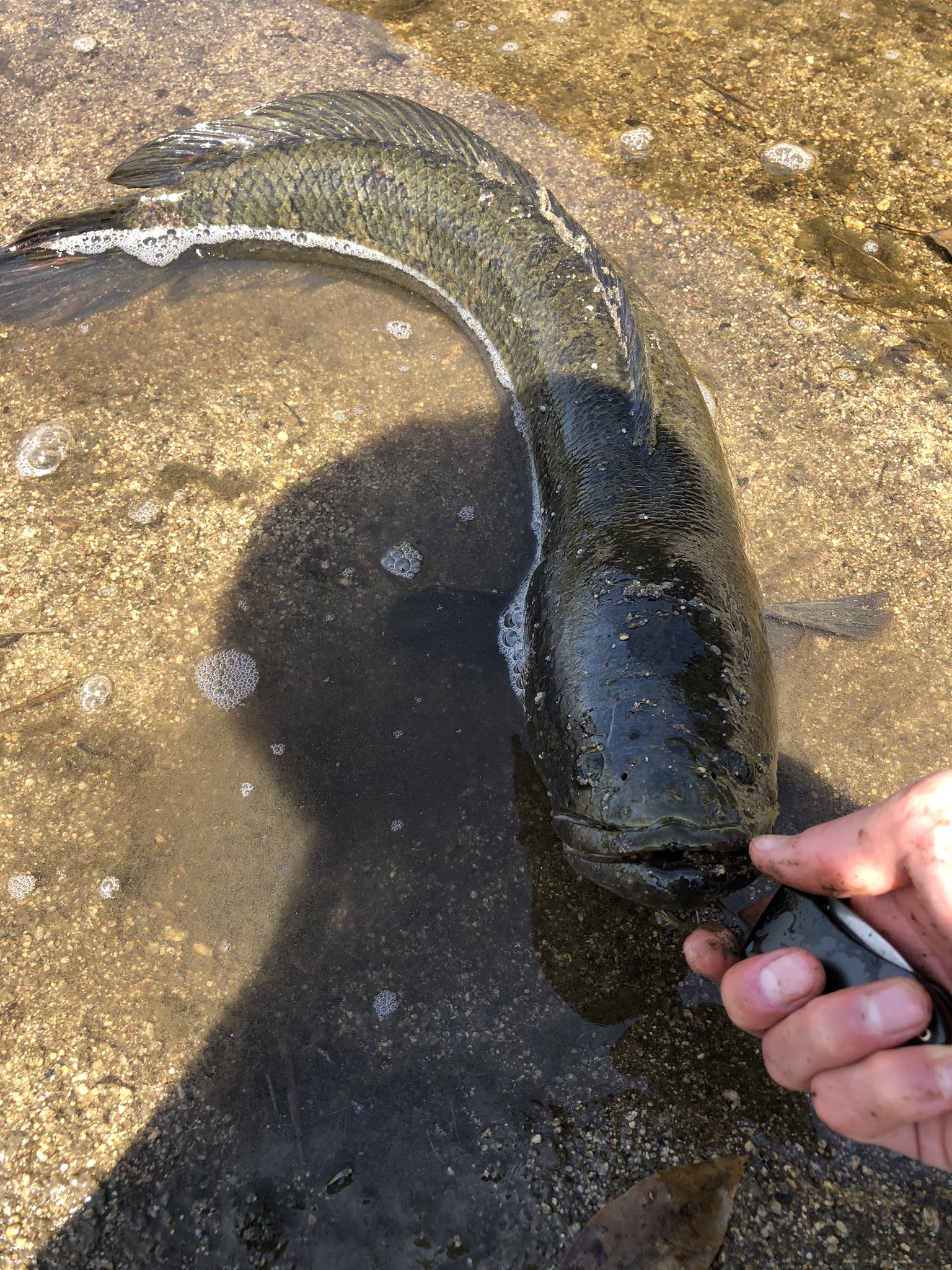 はる 今日は室見川にナマズ釣り行ったけどまさかのライギョ 葦の奥にスキッピングさせて2回ドックさせたら下からボフッ カエラ丸呑みされててプライヤー持ってなかったから外すの苦労した はる 今日は室見川にナマズ釣り行ったけどまさかのライギョ 葦の奥にスキッピングさせて2回ドックさせたら下からボフッ カエラ丸呑みされててプライヤー持ってなかったから外すの苦労した