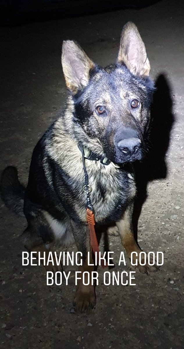 K9_Handler_13's tweet photo. Bob the knob 

#GermanShepherd #securitydog #protectiondog #generalpurpose #GSD #daeksable https://t.co/rJh9gIhy7Y