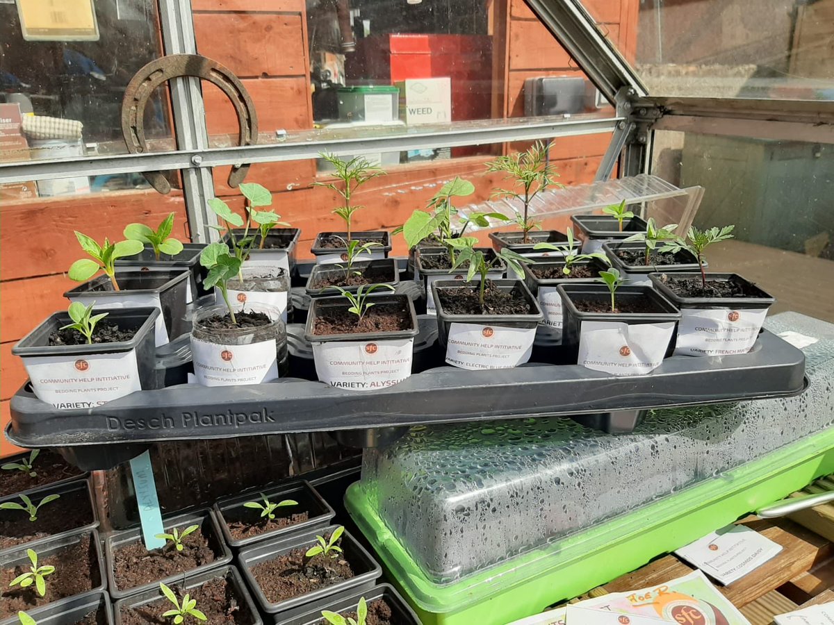 StenhousemuirFC's tweet photo. 🌹💐BEDDING PLANTS🥀🌺
Let’s kick off Friday with another fantastic example of community spirit
As part of our CHI we are donating 200+plants to people within our service❤️🌈
Massive thanks Kenny Lang for putting this together, a wonderful gesture👏
#OurCommunityYourClub https://t.co/VNnDUtTl4r