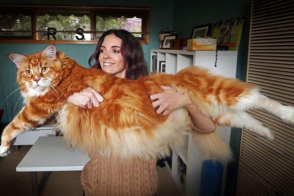 Gossip Fr Voici Omar Le Plus Gros Et Le Plus Grand Chat Du Monde Le Magnifique Maine Coon Australien Roux Mesure 1m Et Pese Plus De 15 Kilos T Co Lp2obvje0k