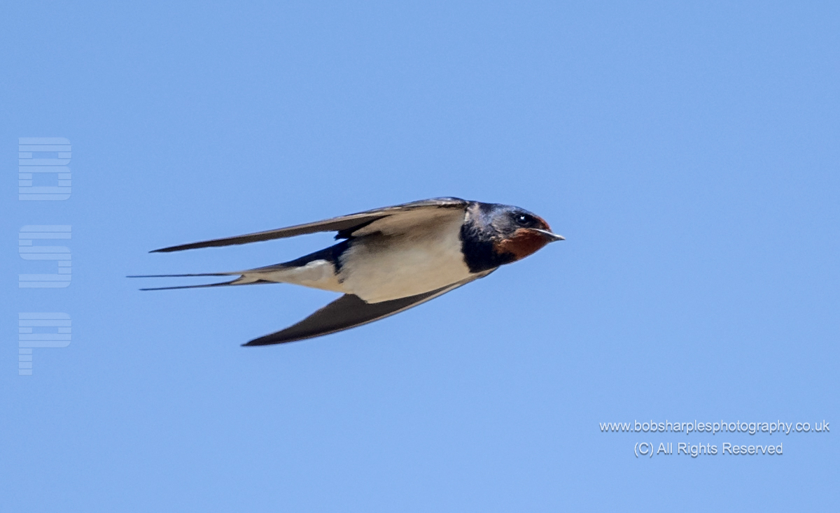BobSharplesPhot's tweet photo. Swallows at Degibna, Helston tricky to photograp but great to see

@CwallWildlife @CBWPS1 @Natures_Voice @RSPBEngland @WildlifeMag @BirchettRichard #Swallow #Hirundinidae @Natures_Voice @BBCSpringwatch https://t.co/rG6x7GXeXg