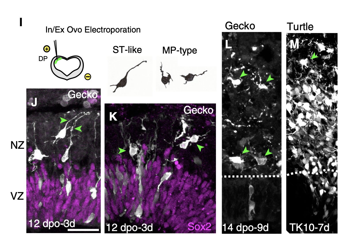PhyloBrain's tweet photo. Decades of speculation finally solved with astonishing comparative #DevBio. Sauropsid cortical neurons migrate differently from mammalian neurons. That´s one small step for neuron, one giant leap for cortex. 👏Congrats Tadashi!
https://t.co/4TVov2jbqq https://t.co/EG6p9da2FO
