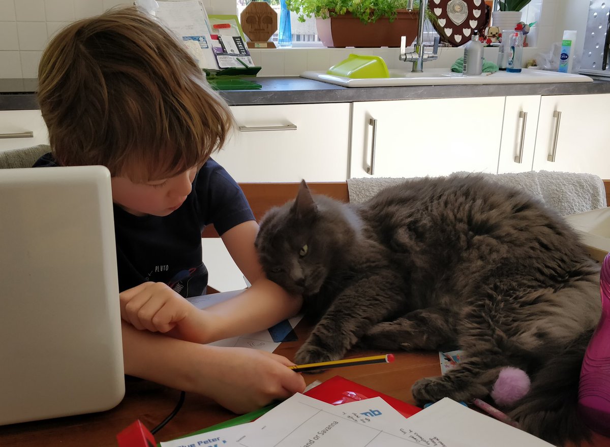 NorwichLowerSch's tweet photo. Continuing with our #petsofNS challenge - here’s Ralph with his cat Chess helping him with his work! https://t.co/iQJKbbp3Zs