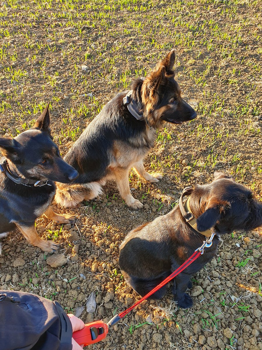 K9_Handler_13's tweet photo. Chaos, Boss Dog and Mutley after shift 

#germanshepherd #securitydog #protectiondog #generalpurpose #GSD https://t.co/BqFO3w7t8D