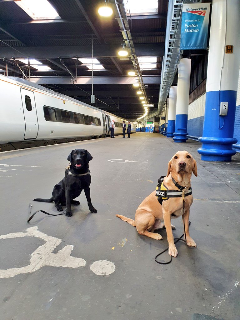 PD Bailey & PD Teddy working hard this morning searching. We also remember all those who served in the second world war! #VEDay75