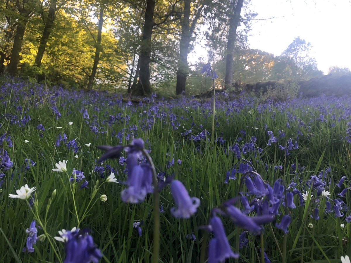 Following the deer path #bluebells #woodlandflowers #wildflowers #spring #summer #sunshine #path #woodland #woods #forest #trees #plants #wildlife #nature #goodforthesoul #NaturePhotography #photography #windermere #LakeDistrict #cumbria