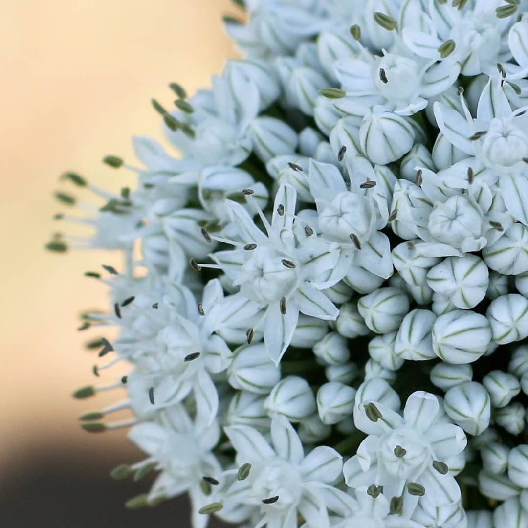 21Organic's tweet photo. Who knows this flower? 
#eatseasonal #organicvegetables #organicfruits #homedeliveryservice #mumbai #stayhomestaysafe https://t.co/gdJsMaKQBh