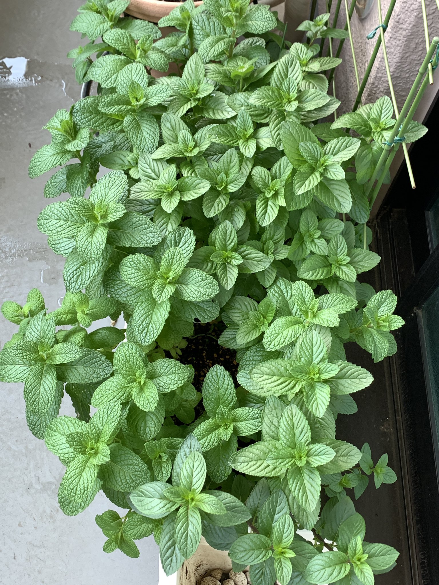 ちか 3種の ミント が茎も太く葉も大きくモリモリに育ってる 3月に大剪定をしたのが良かったのかな 花が咲くのが楽しみだ ペパーミント キューバミント イエルバブエナ スペアミント T Co Hpdoc1daxh Twitter