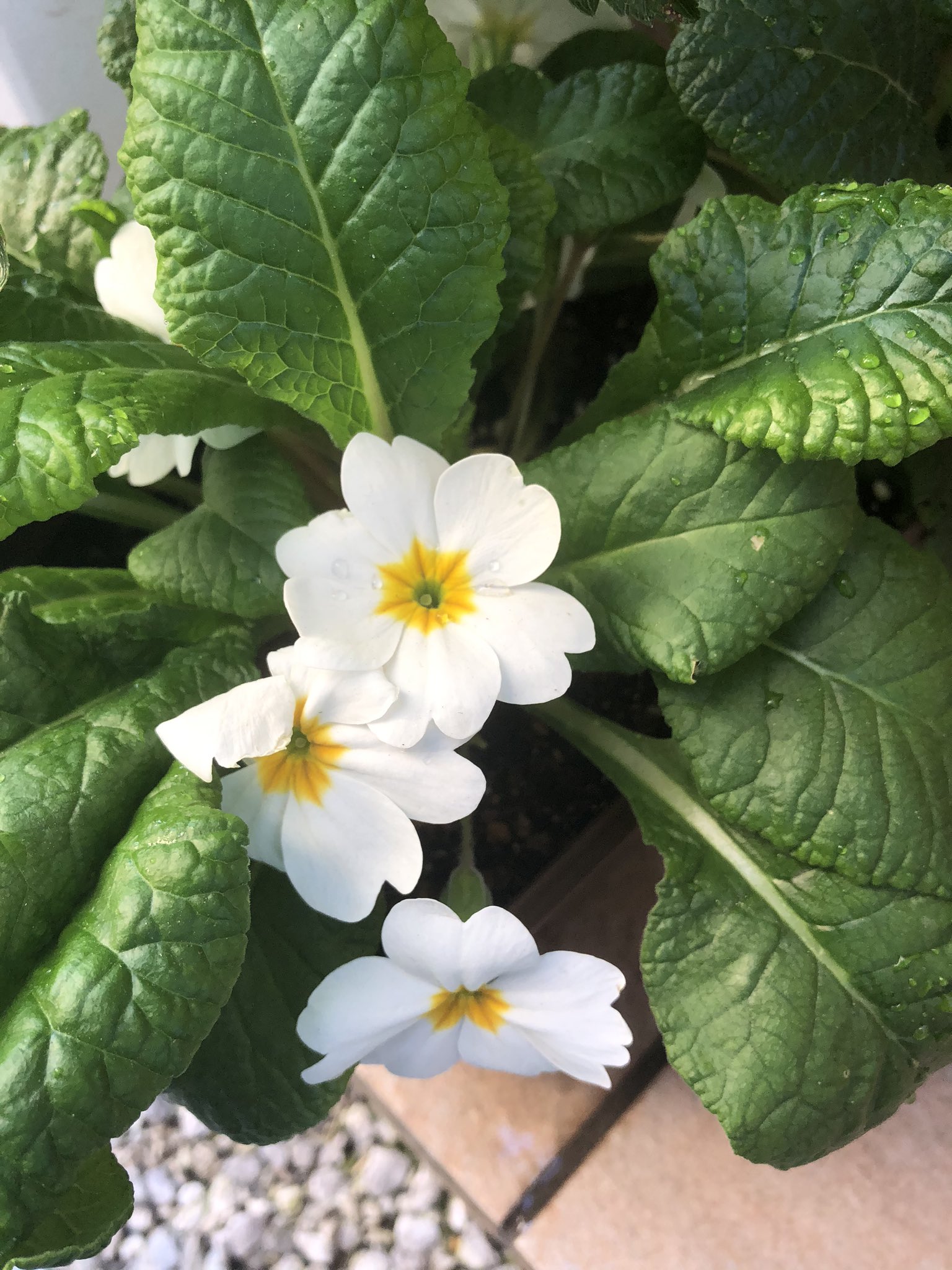 まぐろ クワズイモ 天辺が冬に枯れた結果横からにょきにょきといっぱい出てきた どんな感じになるのか楽しみ プリムラちゃん 赤は 花が終わって葉っぱが伸び伸び 白は今咲いてる子でラストかな こちらも葉っぱが大きく広がってきた 夏越せないらしいがダメに