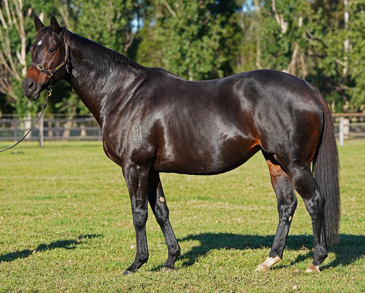 anz_news's tweet photo. It's @TomMagnier from @CoolmoreAus again, securing the "Queen" @VineryStud mare #Samaready IF to @ArrowfieldStud #Snitzel for $1.8M.
Third million-dollar mare for @inglis_sales Chairman's Sale this evening! https://t.co/XS6TL1iatP