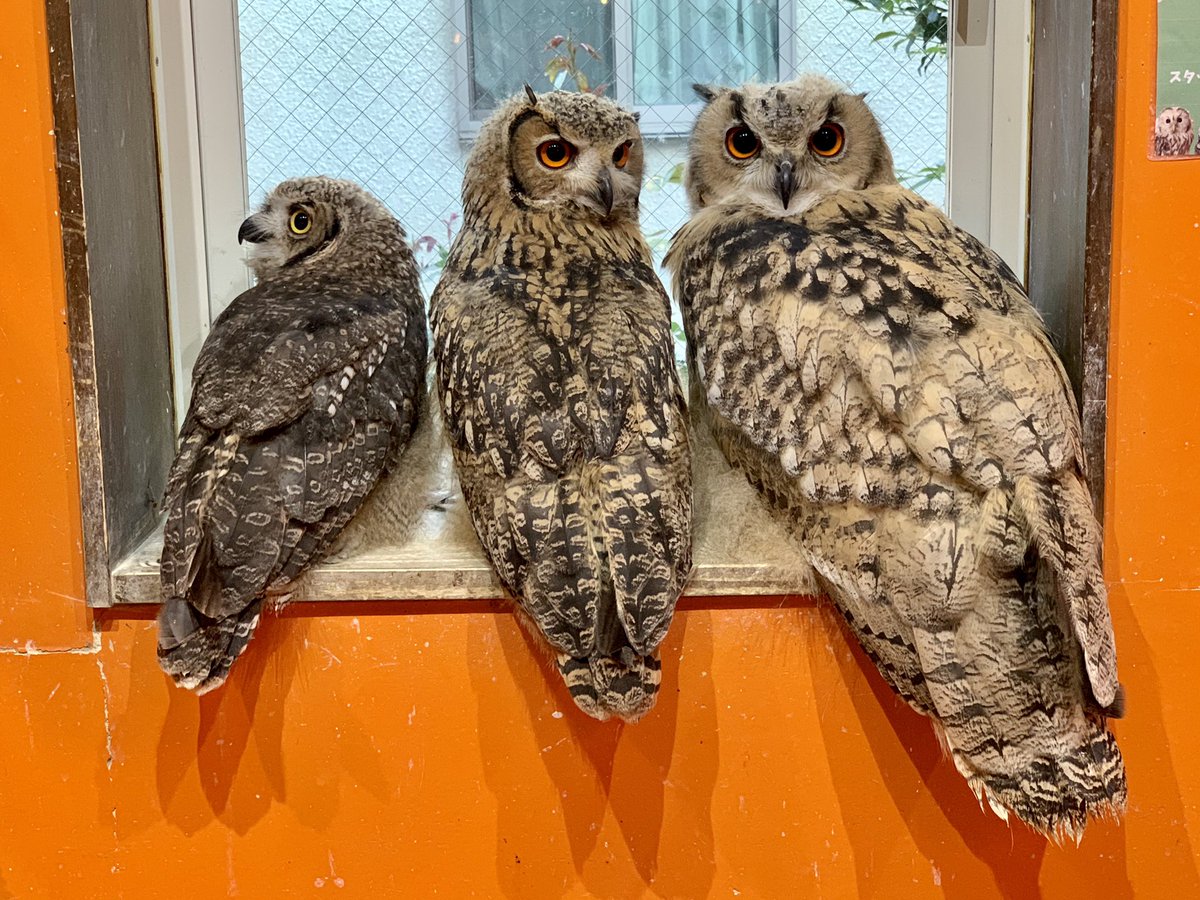 鳥のいるカフェ谷中本店 ワシミミズク背中比較 左から アフリカワシミミズク ベンガルワシミミズク トルクメニアンワシミミズク ワシミミズクは見慣れないと区別がつきにくいかもしれませんが 比べてみると種類によってだいぶ大きさが違いますね 鳥のいるカフェ谷中本店 ワシミミズク背中比較 左から アフリカワシミミズク ベンガルワシミミズク トルクメニアンワシミミズク ワシミミズクは見慣れないと区別がつきにくいかもしれませんが 比べてみると種類によってだいぶ大きさが違いますね